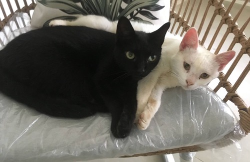 Sao Sebastiao House | Botanical Garden House, Tororó Waterfall