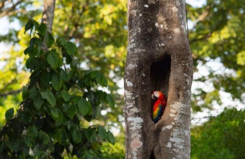 Puerto Jimenez Resort | Botanika Osa Peninsula, Curio Collection By Hilton