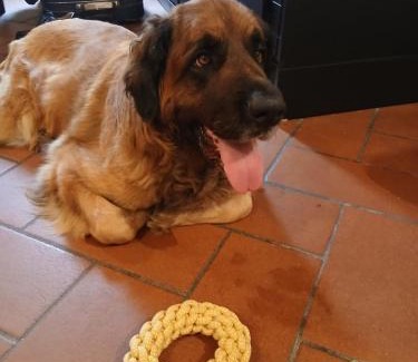 Avenza Apartment | C è posto per te PETFRIENDLY
