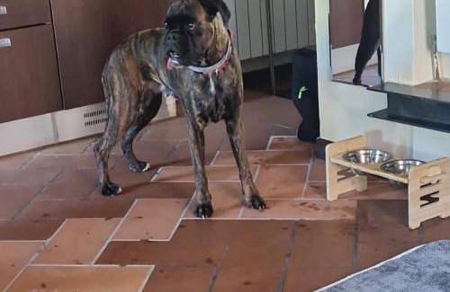 Avenza Apartment | C è posto per te PETFRIENDLY