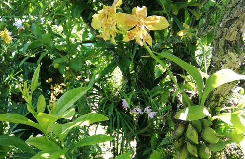 Rivas Ski Chalet | Cabaña El Descanso #1, Macho Mora Mountain Lodge