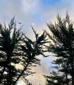Pichidangui House | Cabaña en Pichidangui un Oasis de naturaleza y relajación