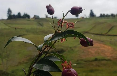 Rionegro Ski Chalet | Cabaña glamping