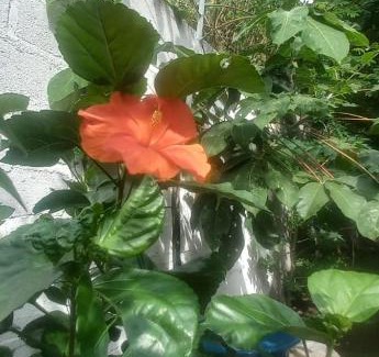 Taganga House | Cabaña La Pastora, Taganga