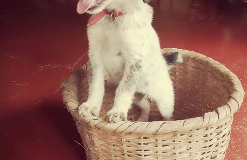 San Isidro de El General Cottage | Cabañas de madera en el campo, para descansar, relajarse o trabajar cómodamente.