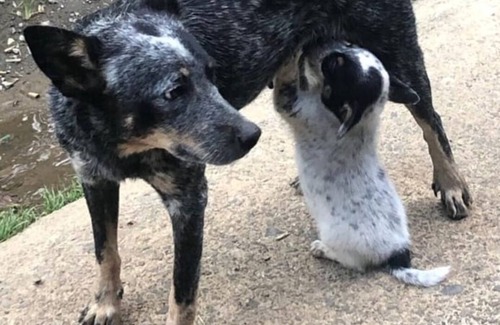 San Isidro de El General Cottage | Cabañas de madera en el campo, para descansar, relajarse o trabajar cómodamente.