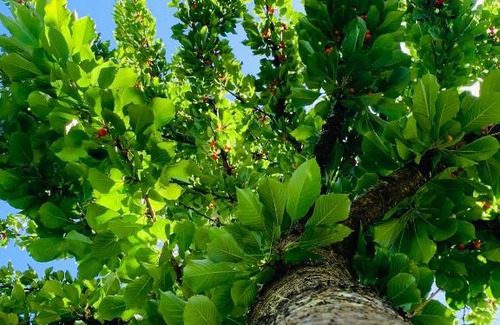 Pucon Ski Chalet | Cabañas Flor de Loto Pucón