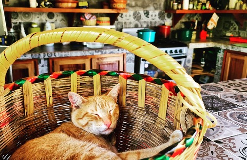 Tanchachin Hotel | Cabañas Mannan