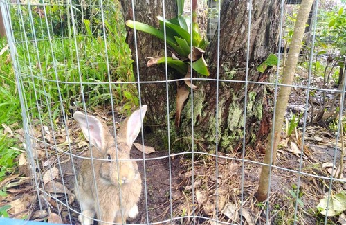 Sapiranga Other | Cabana Bambu