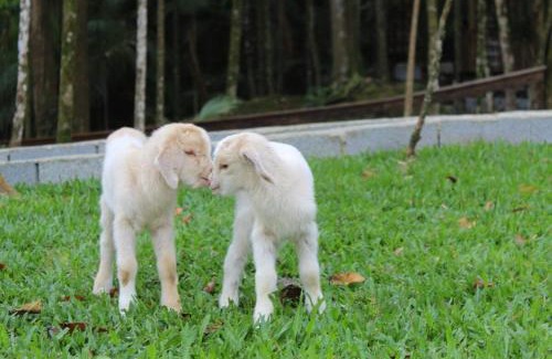 Barro Branco Ski Chalet | Cabana Montana Viva Cada Momento