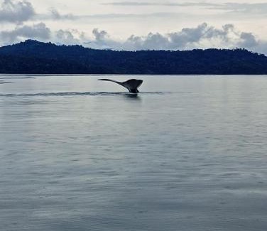Palma Hotel | Cabinas Aventura