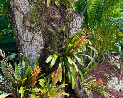 Chiguata Apartment | Cabinas Caribe Azul