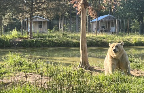 Hartford Cabin | Cabins at Grizzly Ranch!