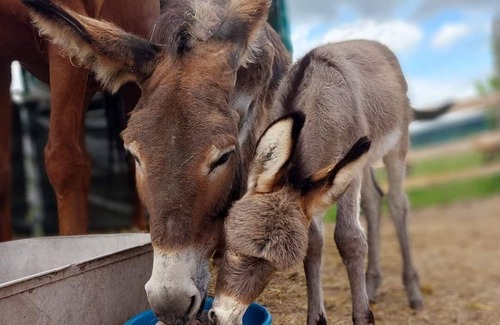 Burg Cabin | Camping barrel Odin with HotTube in the beautiful Burger vineyards