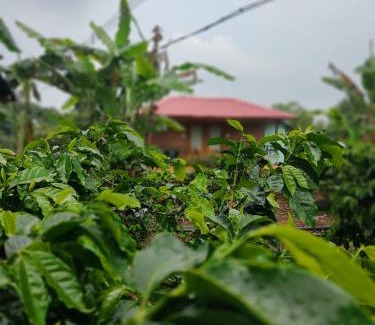 Kodaikanal House | Candlewood resort