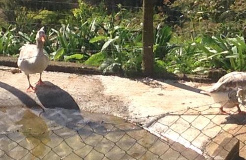 Nova Friburgo House | Canto dos Pássaros