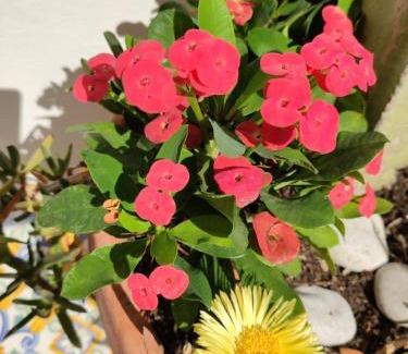 Capri Apartment | Caprihouse