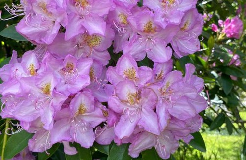 Nercon House | Casa a pasos de Casino Enjoy