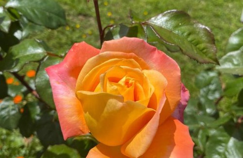 Nercon House | Casa a pasos de Casino Enjoy