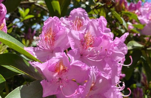 Nercon House | Casa a pasos de Casino Enjoy