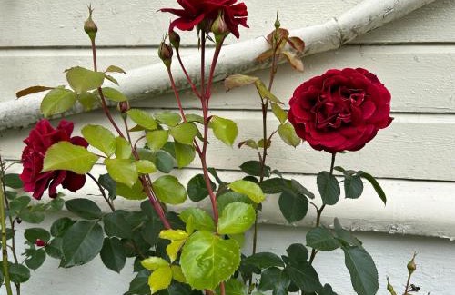 Trondheim Apartment | Casa Alice