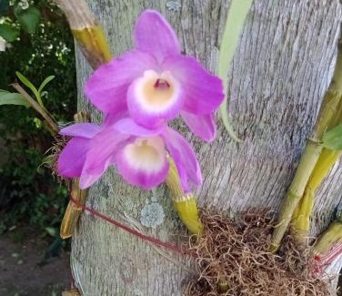 Campeche Sul House | Casa da Sandra