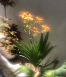 Nossa Senhora da Apresentacao House | casa de dois quartos com cozinha perto do aeroporto Aluízio Alves