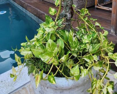 Balneario Praia do Pernambuco House | Casa do pé de Jabuticaba