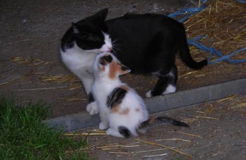 Mareo Apartment | Casa Gogn