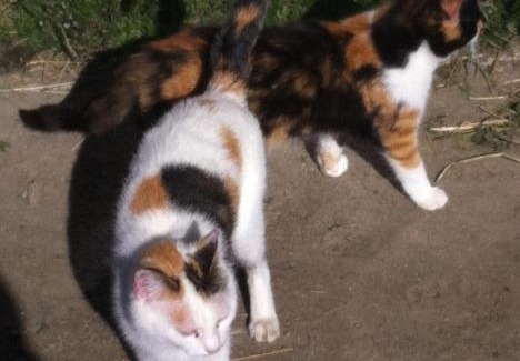 Mareo Apartment | Casa Gogn