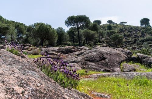 Las Jaras House | Casa los Jardines del Lago