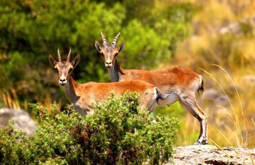 Elche De La Sierra House | Casa Rural La Tahona