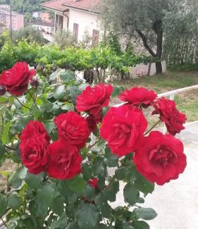 Arcola Apartment | casetta del nonno bis