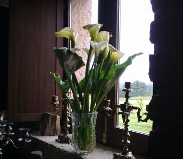 Carreno Hotel | Casona Los Gamonales