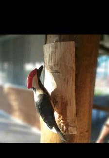 Nova Odessa House | CHÁCARA COM VISTA ESPETACULAR