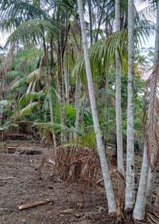 Benevides Bed & Breakfast | Chacara da Déia