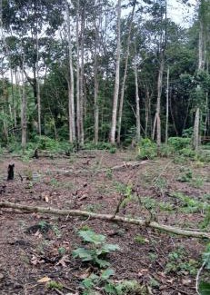 Benevides Bed & Breakfast | Chacara da Déia