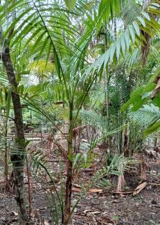 Benevides Bed & Breakfast | Chacara da Déia