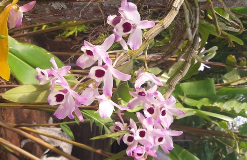 Joanopolis House | Chácara Uirapuru - nature, beauty, peace all together and mixed