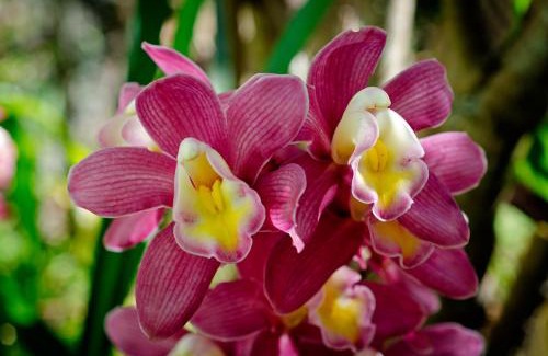 Visconde de Maua Ski Chalet | Chalé Flores e Amores