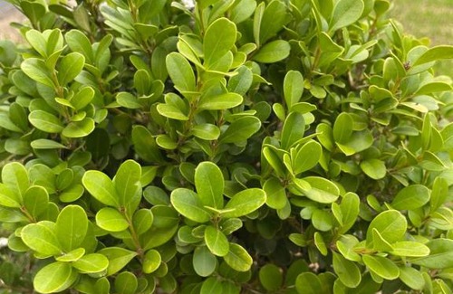 Vitor Hugo Ski Chalet | Chalé Neves