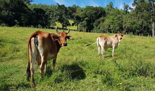 Camanducaia House | Chalé no campo à caminho de Monte Verde