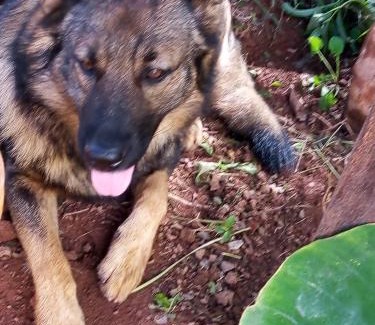 Socorro Hotel | Chalé Pingo de Ouro Socorro SP