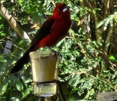 Mirantao Ski Chalet | Chalés Alcantilado - Morada Sol e Lua