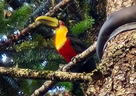 Mirantao Ski Chalet | Chalés Alcantilado - Morada Sol e Lua