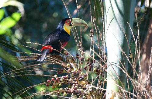 Maresias Cabin | Chalés Maritacas