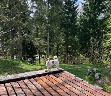 Sella Nevea Ski Chalet | ~Chalet Rifugio tra i boschi~