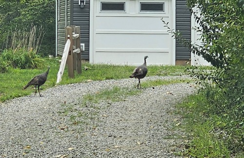 Irwin Cottage | Charming 2-bedroom cottage in Beautiful Milford Center with WiFi, AC