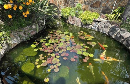 Castro Valley Cottage | Charming cottage with Koi Pond