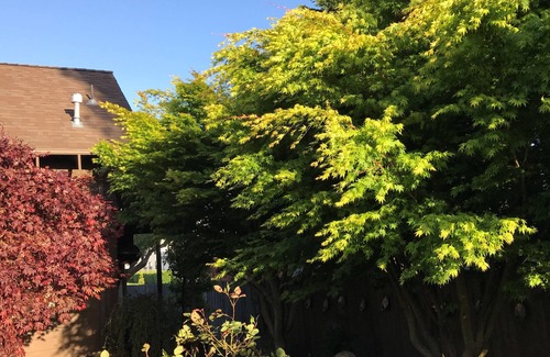 Arcata Cottage | Charming One-bedroom Cottage. Upscale quiet neighborhood. Convenient location.